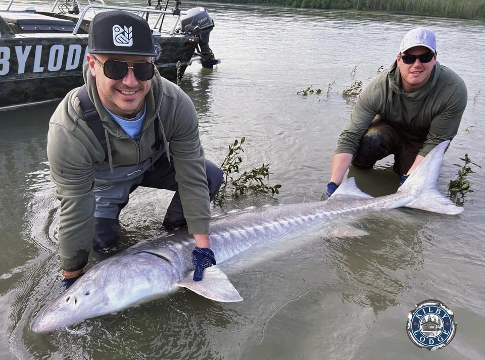 10 Reasons to Go for Sturgeon Fishing – Sturgeon Fishing